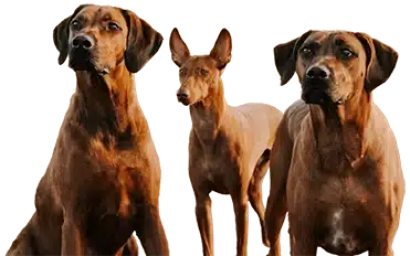 NRDF Dogs Mobile