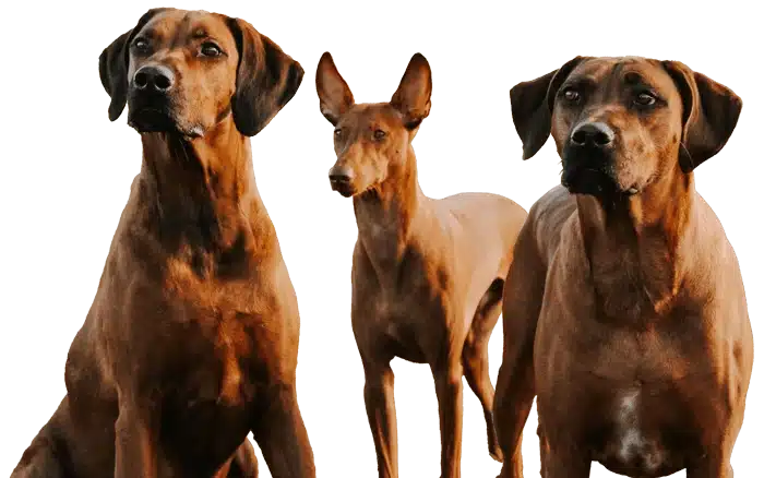 NRDF Dogs